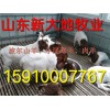 嘉興魯西黃牛多少錢一頭