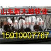 紹興魯西黃牛多少錢一頭