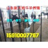 臺州魯西黃牛多少錢一頭