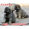 肉狗養(yǎng)殖前景分析今日肉狗苗市場價(jià)格