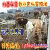 吉林肉牛牛犢價(jià)格 保底回購