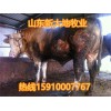 白山羊母羊養(yǎng)殖場