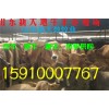 白山羊養(yǎng)殖廠