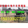 養(yǎng)殖白山羊