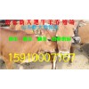 白山羊多少錢(qián)一斤