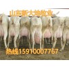 白山羊養(yǎng)殖基地