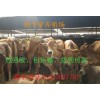供應(yīng)夏洛萊牛