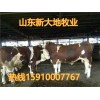 恩施土家族苗族自治州白山羊羊苗價格