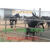 育肥牛養(yǎng)殖