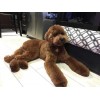 巨型貴賓犬價(jià)格