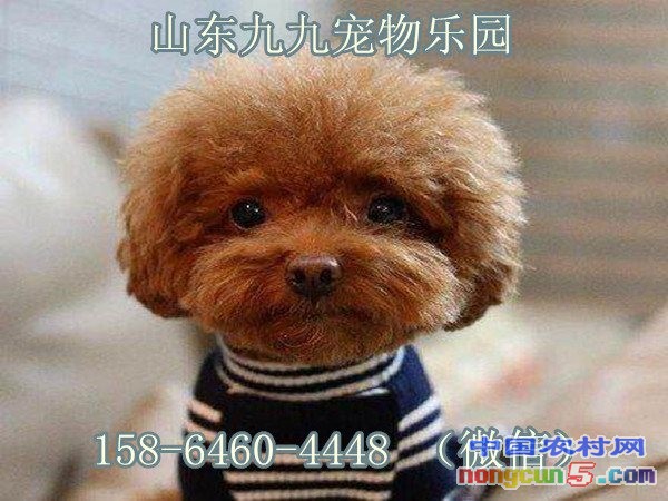 圖片8