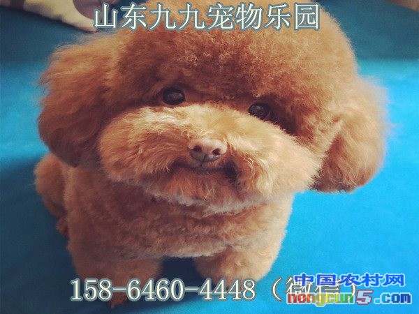 圖片7
