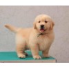 哪里有賣金毛犬的-哪里賣金毛尋回犬