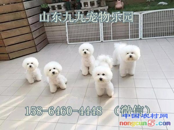 圖片1