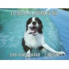 哪里有免費領(lǐng)養(yǎng)狗狗的地方