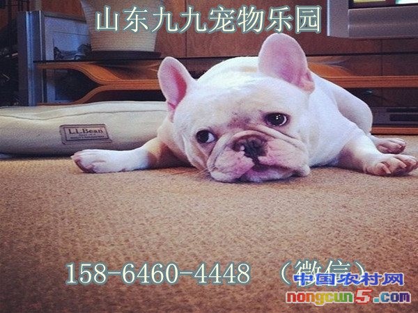 圖片3