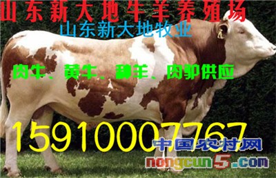 山東新大地 (19)