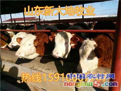 山東新大地 (44)