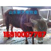 肉牛犢價格 可提供回收渠道
