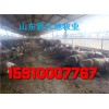 肉牛養(yǎng)殖場