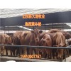 肉牛養(yǎng)殖場 扶貧補(bǔ)貼