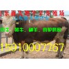 肉牛犢價格 100天無傷亡