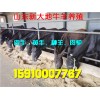 肉驢價(jià)格肉驢多少錢一頭肉驢養(yǎng)殖場