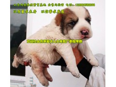 肉狗苗價格多少錢