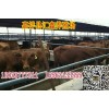 夏洛萊羊養(yǎng)殖基地