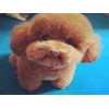 江西巴哥犬哪里有賣的地方
