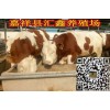 山西牛犢價格