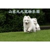 大同拉布拉多犬免費(fèi)領(lǐng)養(yǎng)