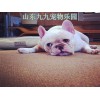陽(yáng)泉大白熊犬哪里有賣的