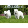 烏海比熊犬價格