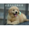 沈陽阿拉斯加價格