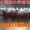 2017年最新牛犢價(jià)格
