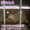 肉兔報(bào)價(jià)多少錢一只