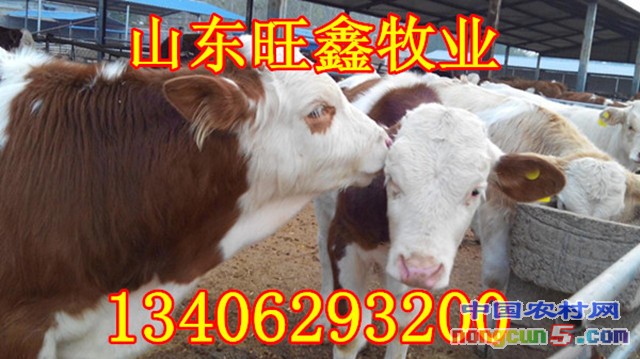 17221070_s2_副本_副本_副本