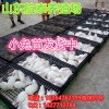 肉兔價(jià)格_最新肉兔價(jià)格/批發(fā)報(bào)價(jià)