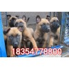 純種馬犬多少錢