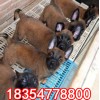 一條純種馬犬多少錢