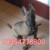 馬犬幼犬多少錢(qián)一只