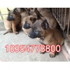 5個(gè)月馬犬多少錢(qián)一只