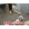 杜高幼犬多少錢(qián)一只