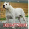 杜高犬價(jià)格多少錢(qián)一只