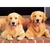 斗牛犬-法國斗牛犬