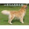 赤峰比熊犬出售