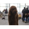 巨型貴賓犬多少錢一只-巨型貴賓價格