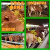 夏洛萊牛牛崽多少元