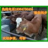 今日利木贊牛牛仔多少錢